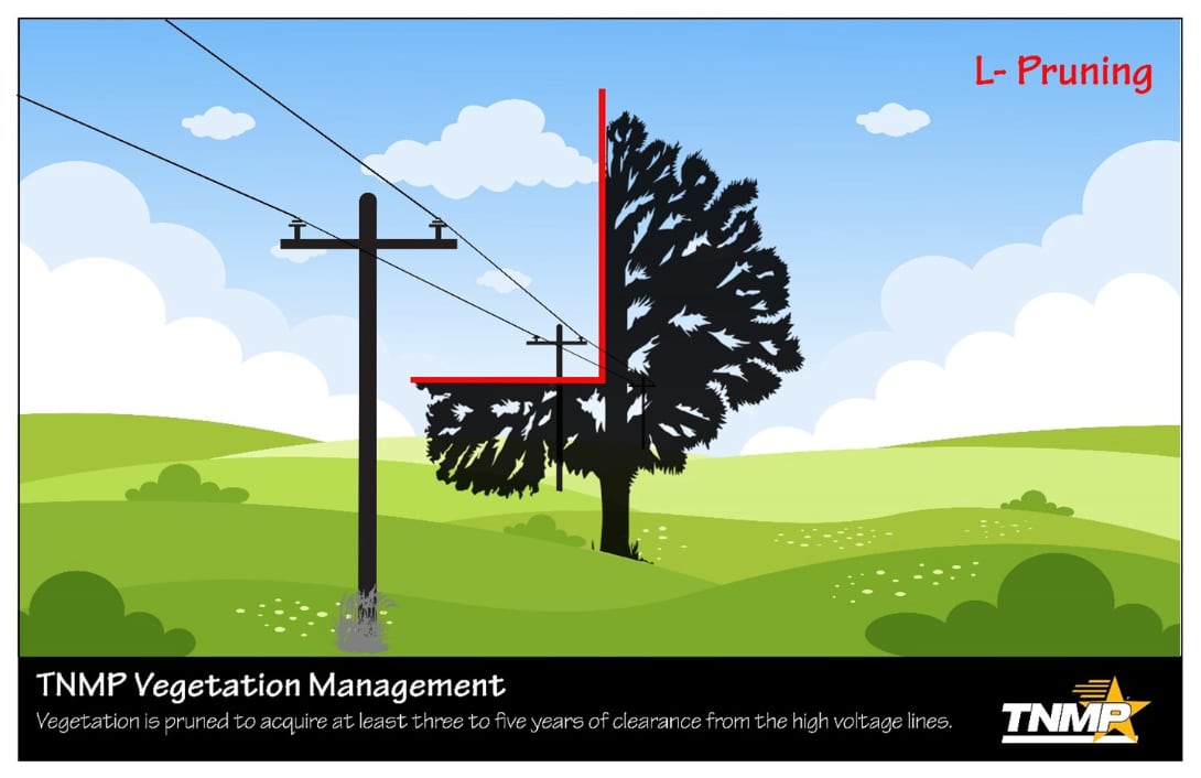 Tree pruning guide graphic