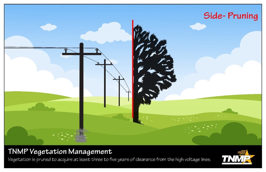 Tree pruning guide graphic